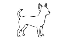 Chihuahua dog illustration