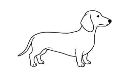 Miniature Dachshund dog illustration