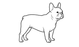 French Bulldog dog illustration