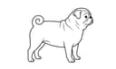 Pug illustration
