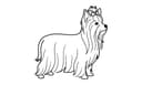 Yorkshire Terrier illustration